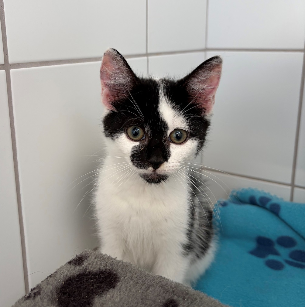 COCO